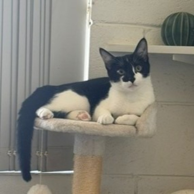 Photo of Percy