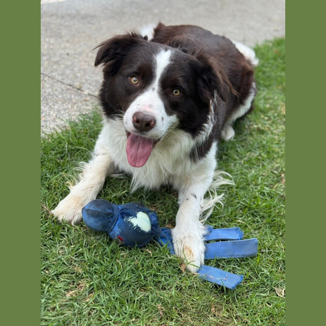 Photo of Roxxy & Rustic 