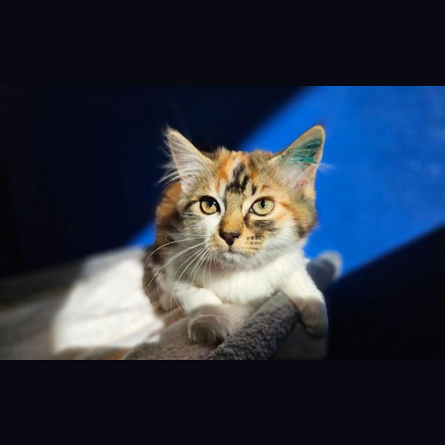 Photo of Pudding