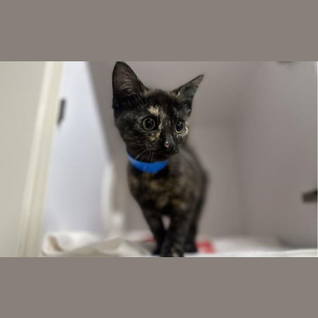Photo of Cinnamon