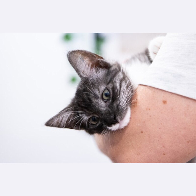 Photo of Zorro