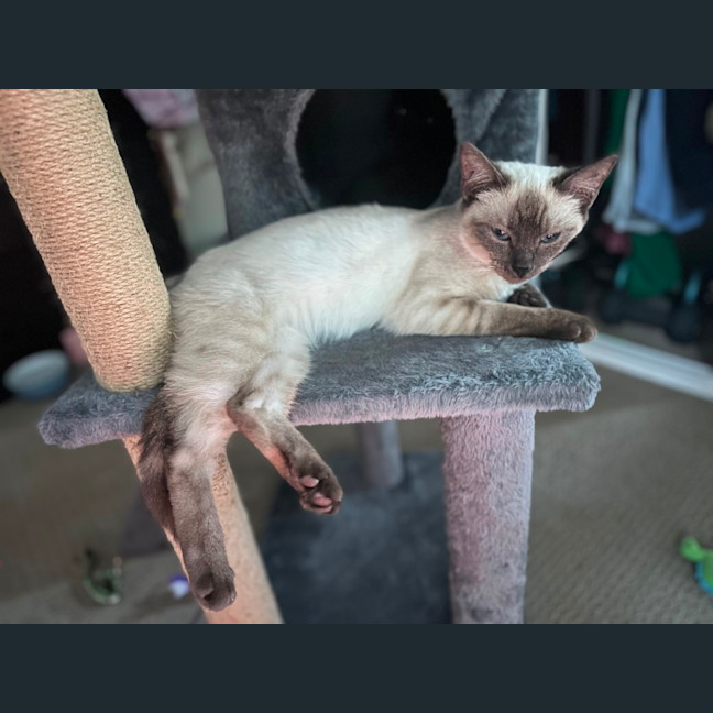 Photo of Jemina   Ragdoll Cross
