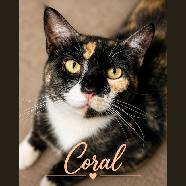 Photo of Coral 