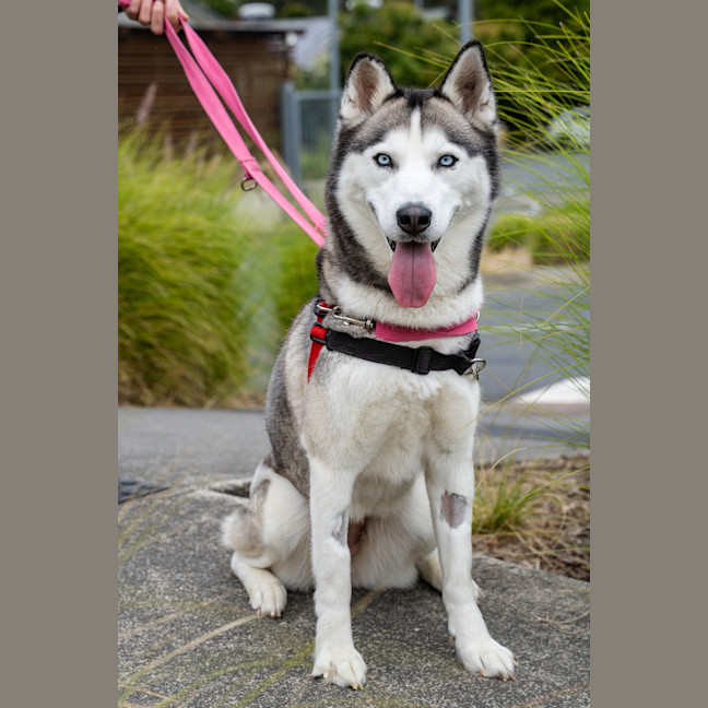 Photo of Freya