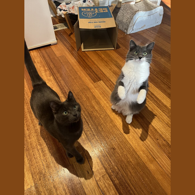 Photo of Ash (Bonded To Lyra)