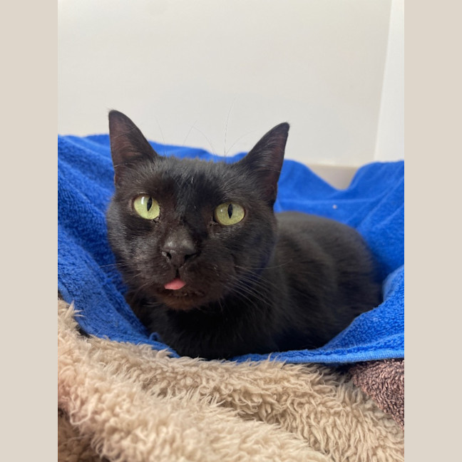 Photo of Rosie, Amelia, And Bam Bam