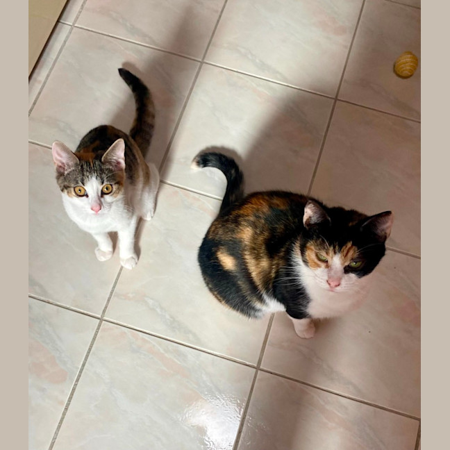 Photo of Marmalade ** 2nd Chance Cat Rescue**