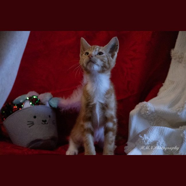 Photo of Obi Wan Purrnobi