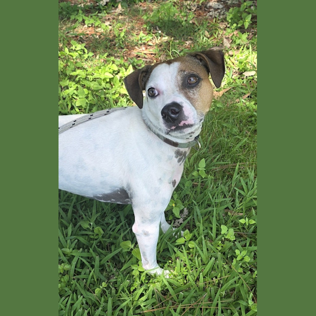 Photo of Buddy