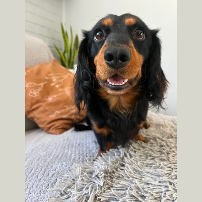 Photo of Bean   1 Year Old Dachshund X