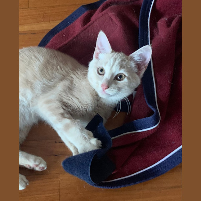 Photo of Carter 😸🧡🐈😽