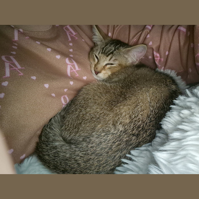 Photo of Peanut