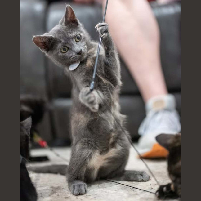 Photo of Quicksilver