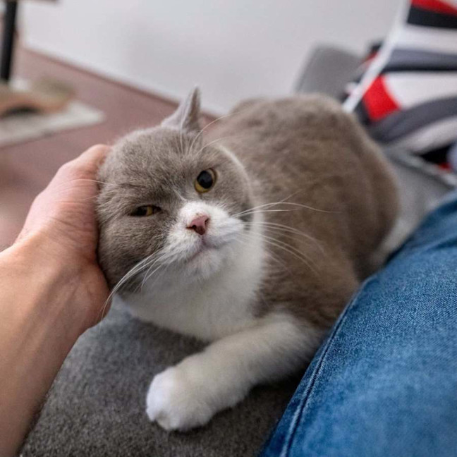 Photo of Teddy