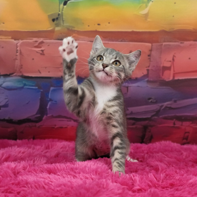 Photo of Penny