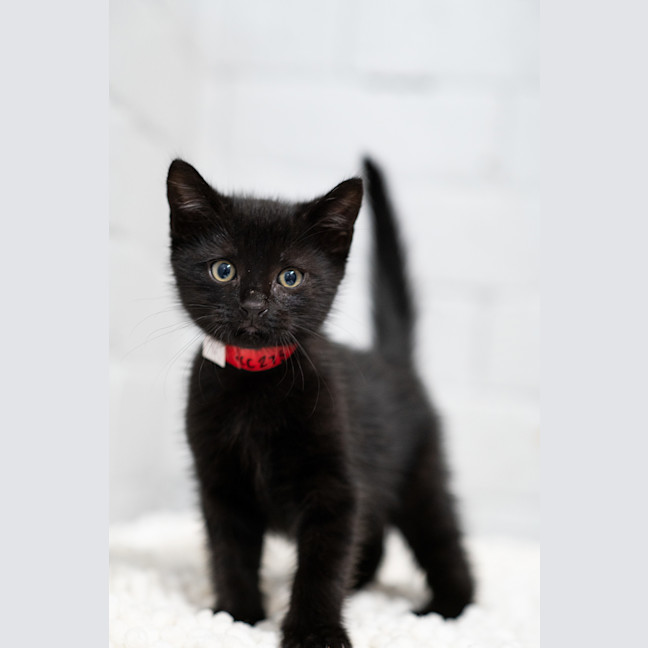 Photo of Squid