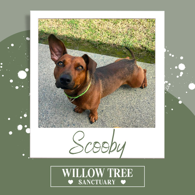 Photo of Scooby