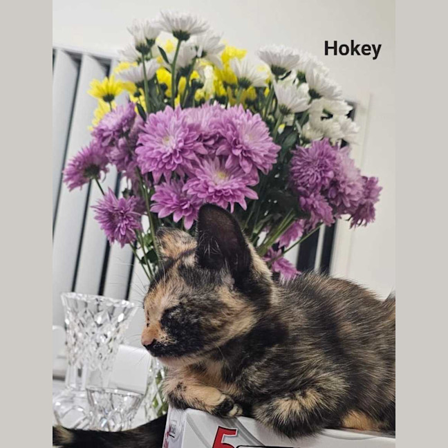Photo of Hokey