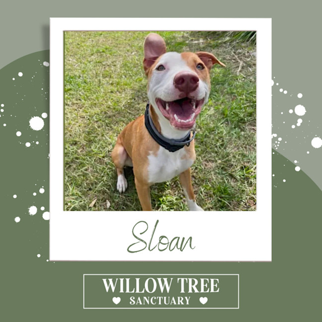 Photo of Sloan