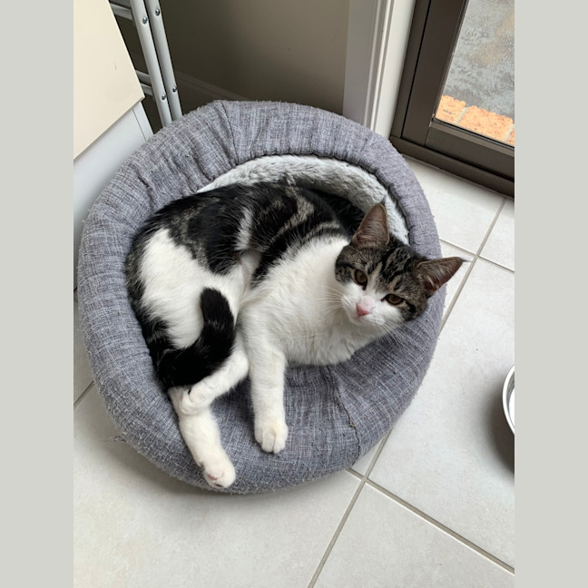 Photo of Poppy (Was Betty)