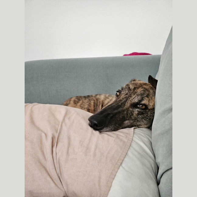 Photo of Mary, The Greyhound