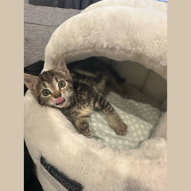 Photo of Starburst (Was Toby)