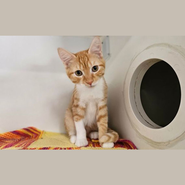 Photo of Pumpkin
