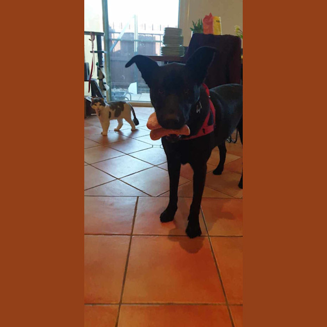 Photo of Percy