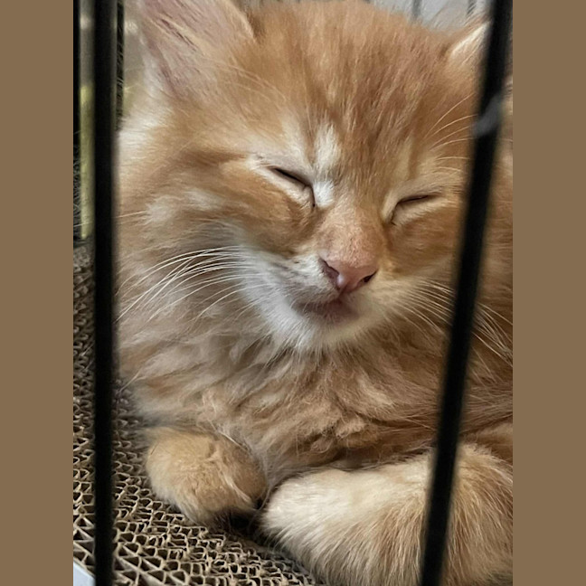 Photo of Seb ** 2nd Chance Cat Rescue**