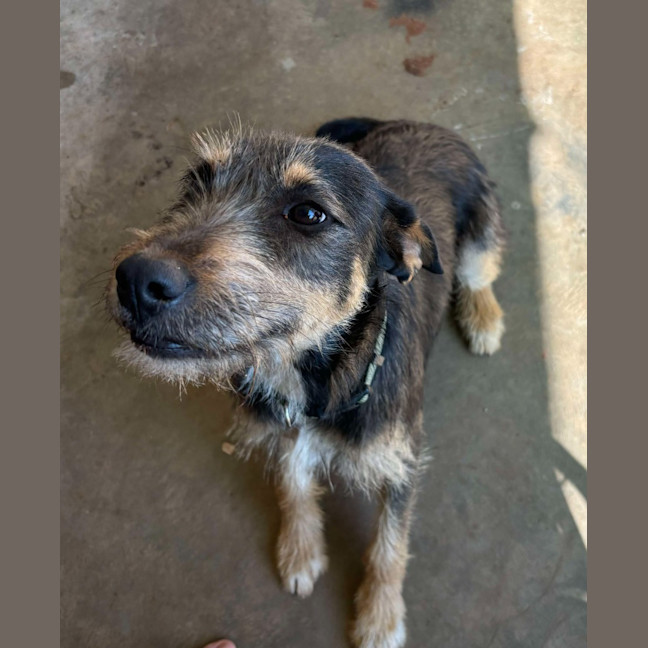 Photo of Pepsi (Freyja)