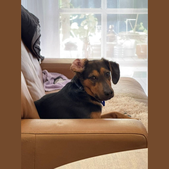 Photo of Archie   10 Month Old Beagle X Shepherd