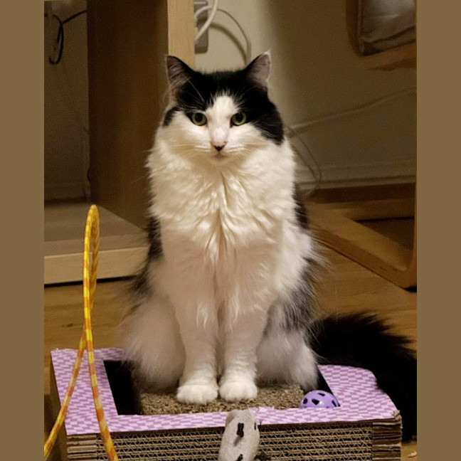 Photo of Lyra
