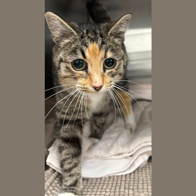 Photo of Nutmeg