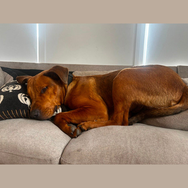 Photo of Tank   9 Month Old Mastiff X