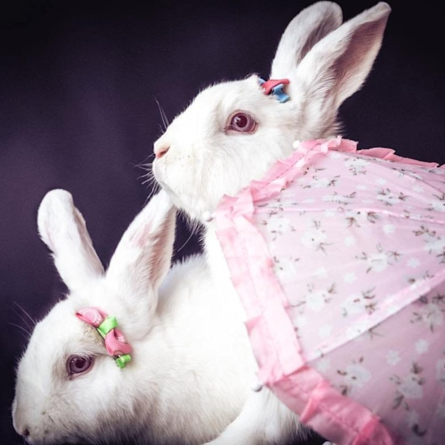 Photo of Milkshake (W Tilly)