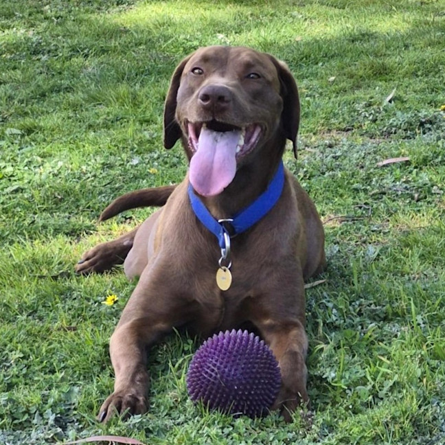 Photo of Scout