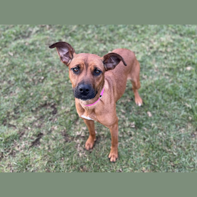 Photo of Tessy Imp 1435