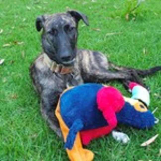 Photo of Lola