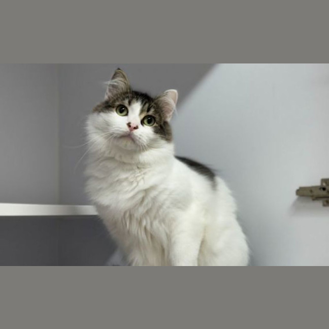 Photo of Elroy