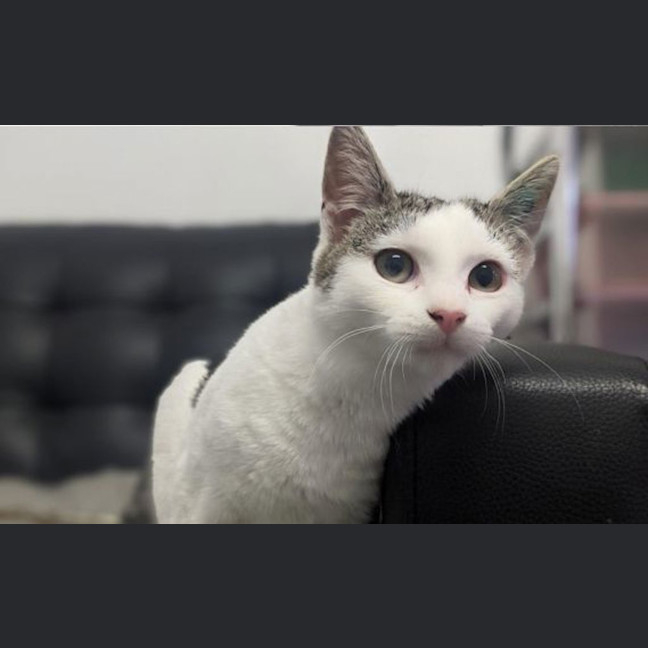 Photo of Barfy