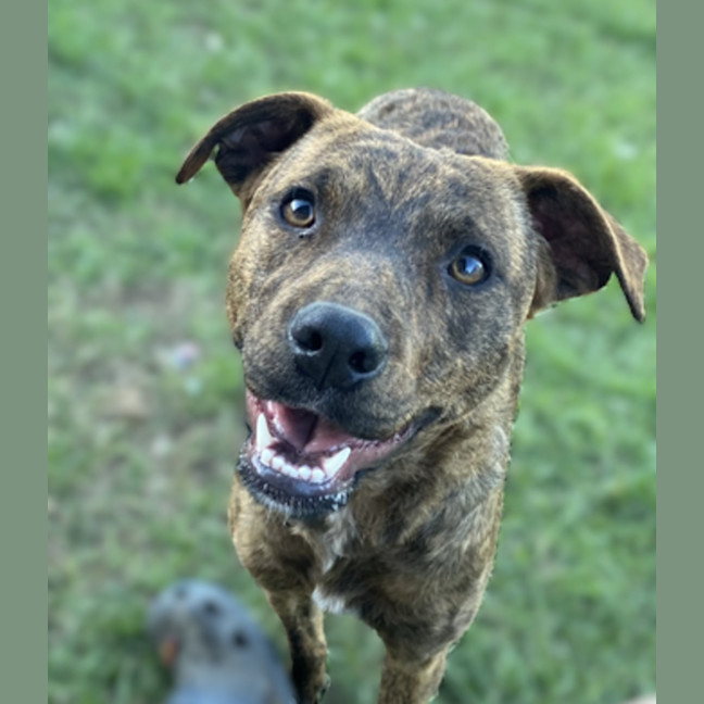 Photo of D1038 Crimson