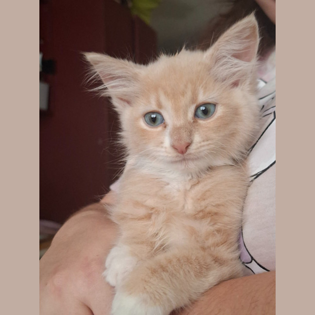 Photo of Opal (K89)