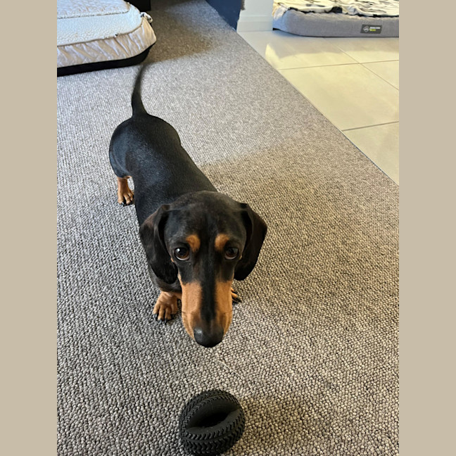 Photo of Bowie And Wombat