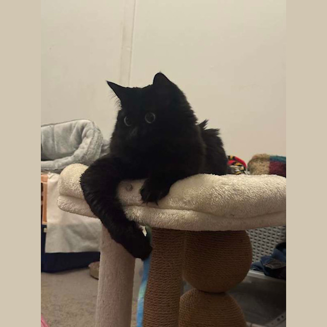 Photo of Luna