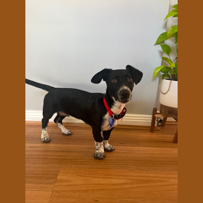 Photo of Marley   4 Month Old Dachshund X (Hold)
