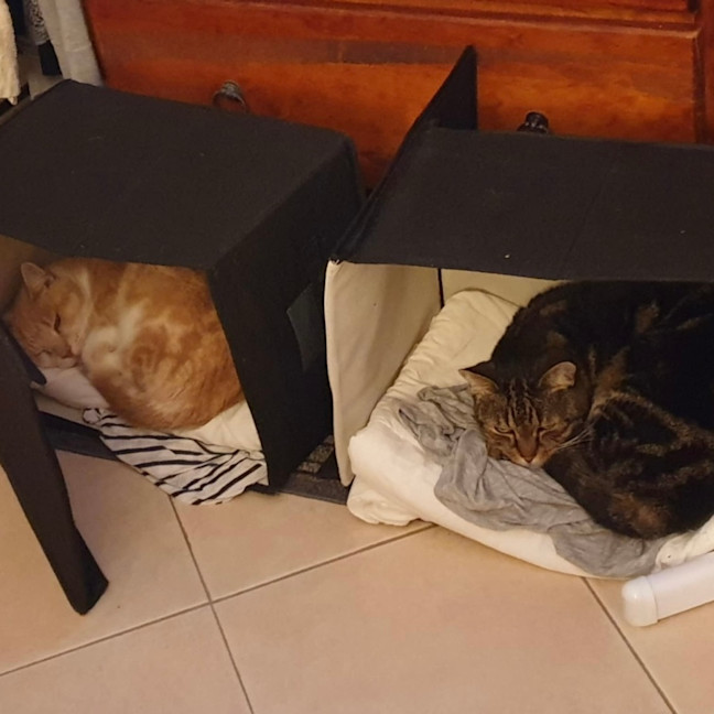 Photo of Rosalee & Sherlock   Assisted Rehome
