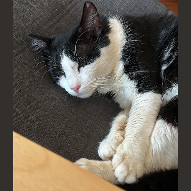 Photo of Hugo