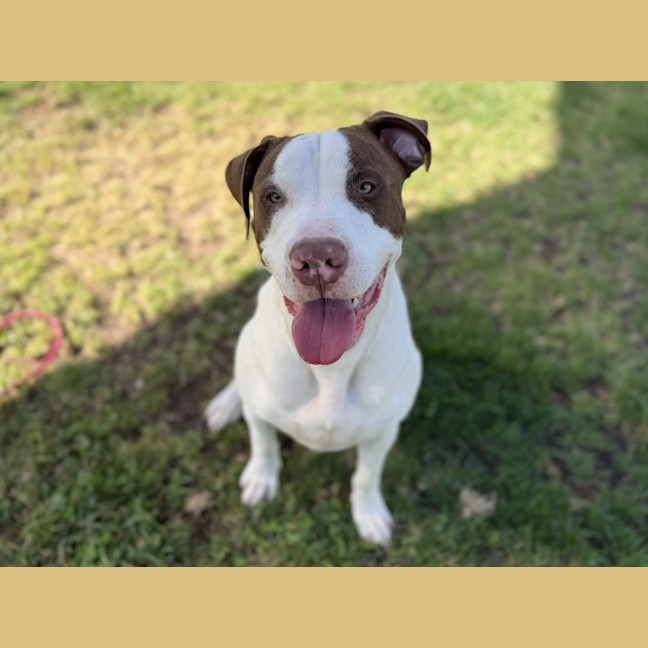 Photo of Jack Imp 3070