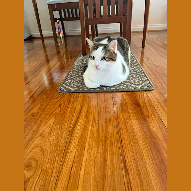 Photo of Chester   In Foster Care In Ashburton