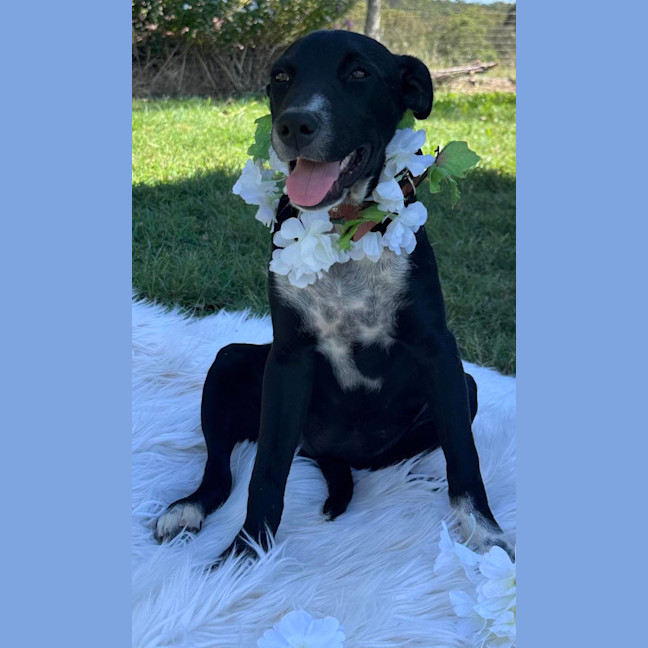 Photo of Suki